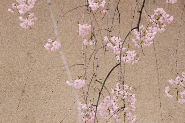 6559-15.4.12八重紅枝垂れ桜　外壁バックに疎桜花.jpg
